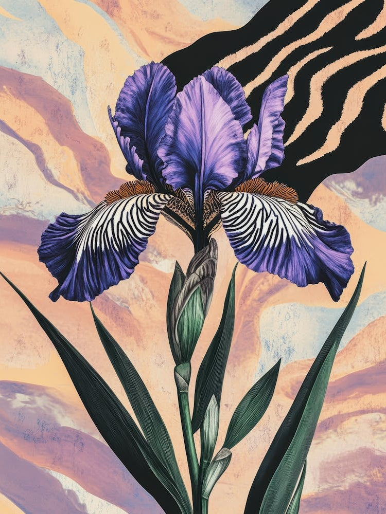 Purple Iris