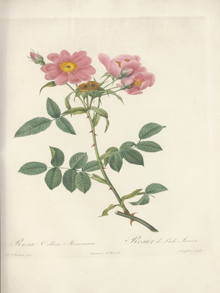 Rosenillustration, Pierre Joseph Redoute, Pierre Joseph Redoute (116)