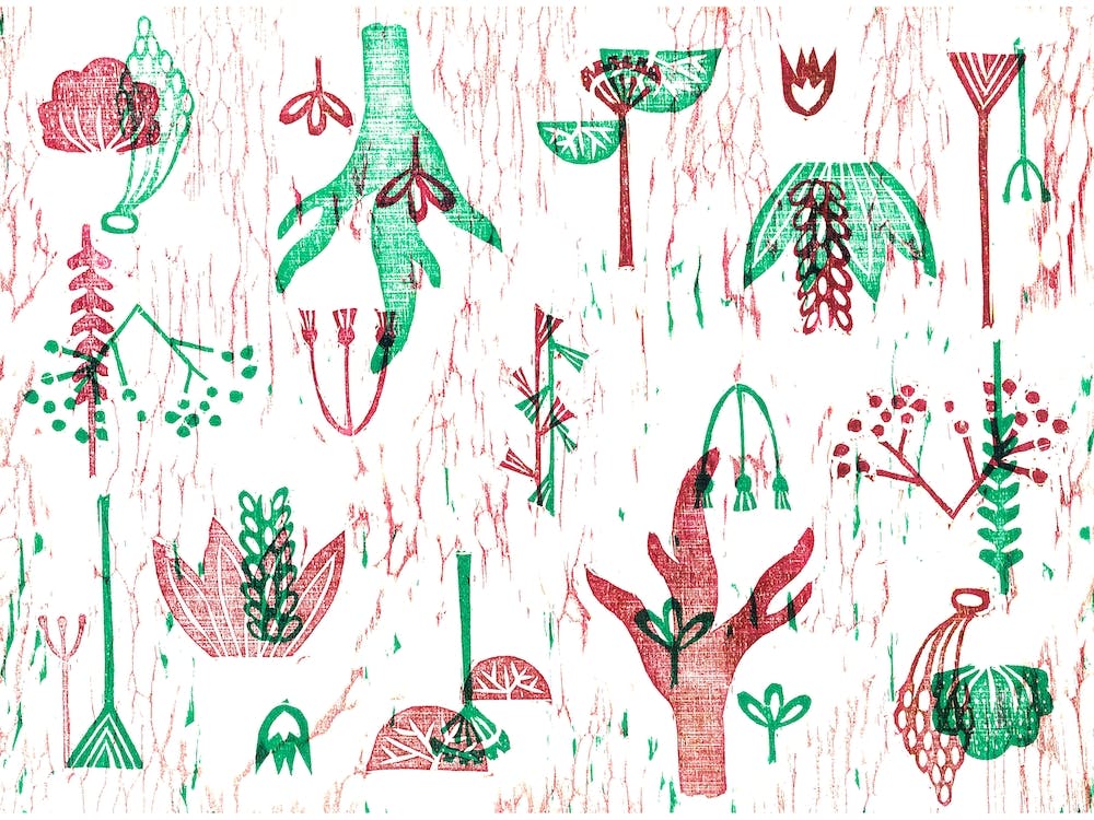 Xilo Plants