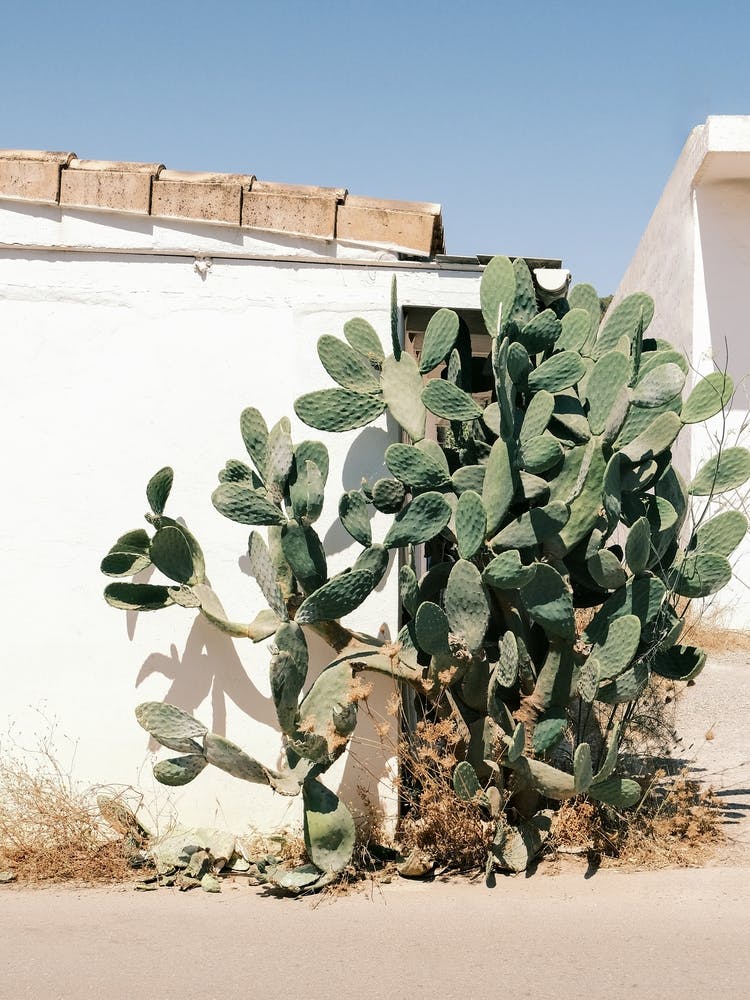 Cactus in front of Ibiza House // Ibiza Nature & Travel Photography