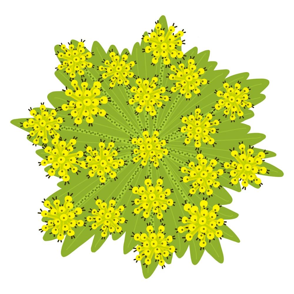 Green Plant