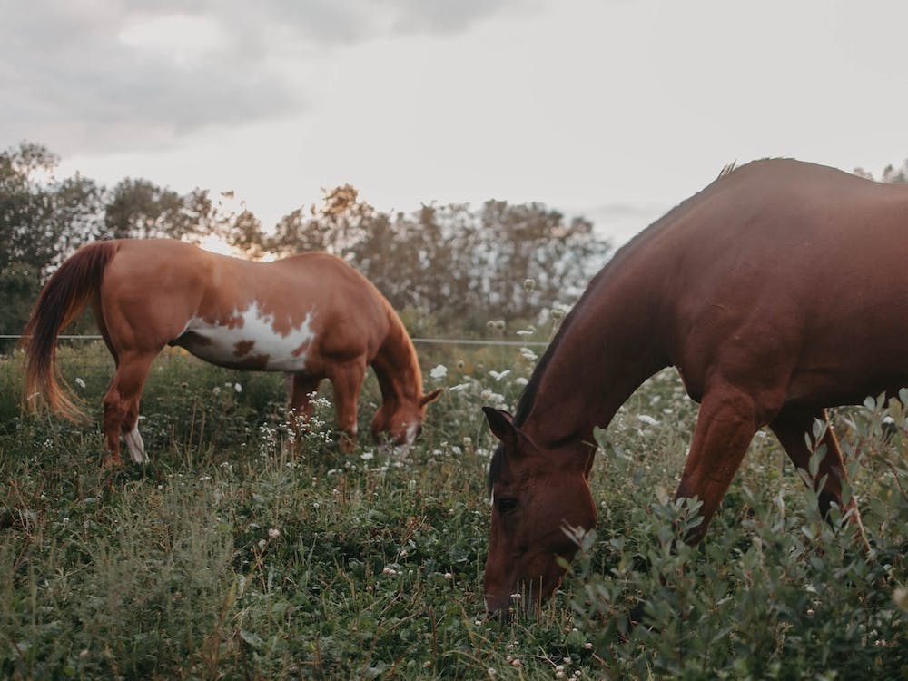 Horses At Sunset
