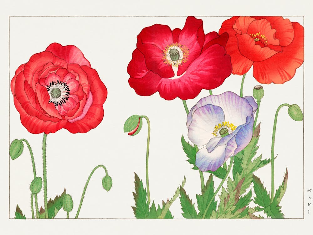 Poppies 1