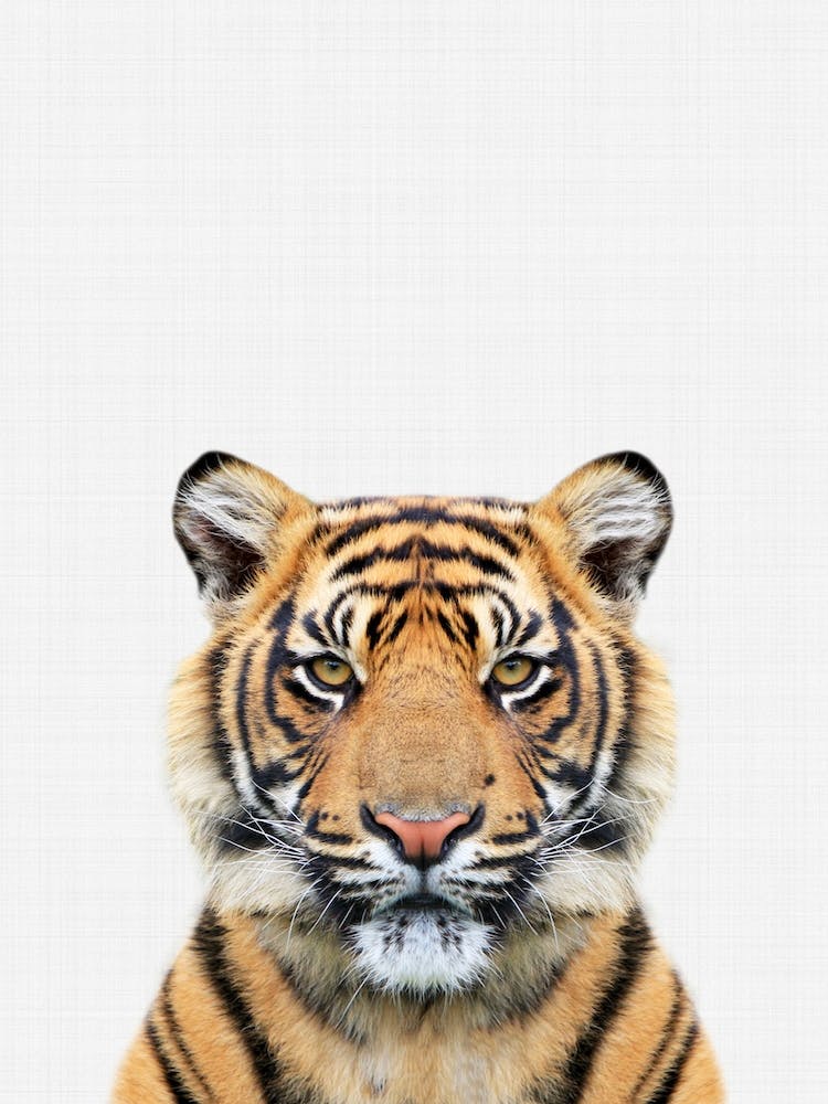 Tiger II