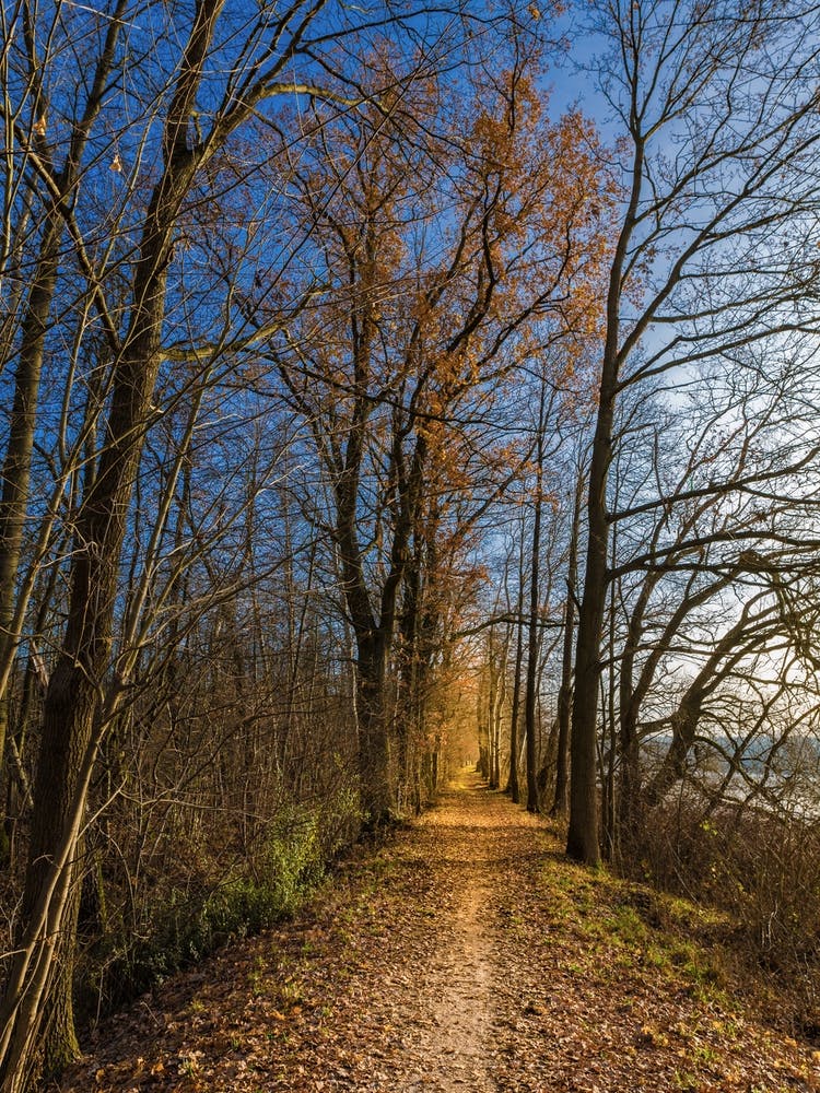 Autumn In The Woods