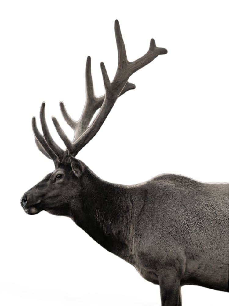 Cerf Animaux Portrait