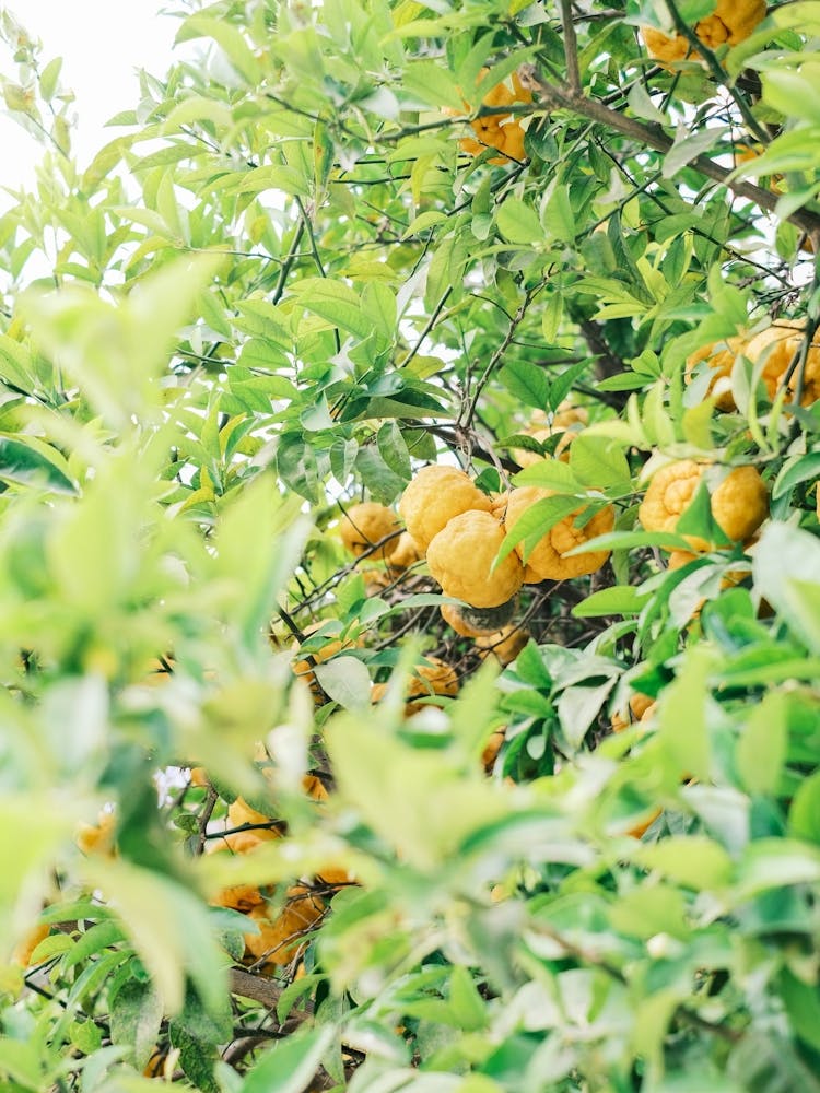 Orange Tree In The Garden // Valencia, Spain, Travel & Nature Photography