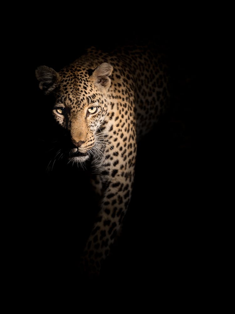 Out Of The Darkness