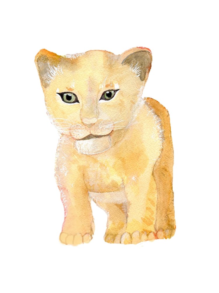Lion Cub