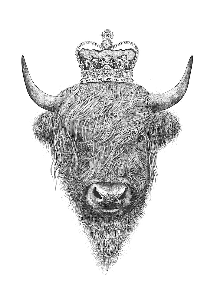 The King Highland Bull