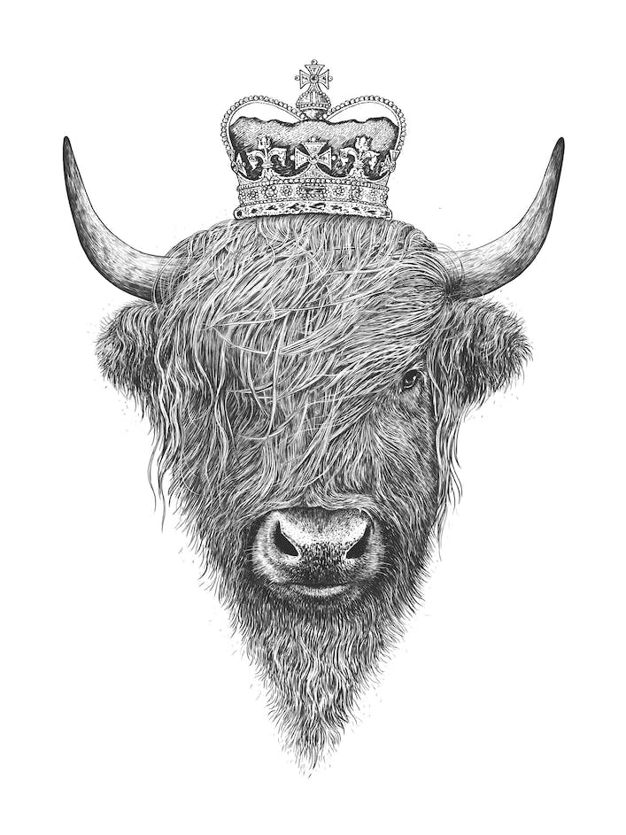 The King Highland Bull