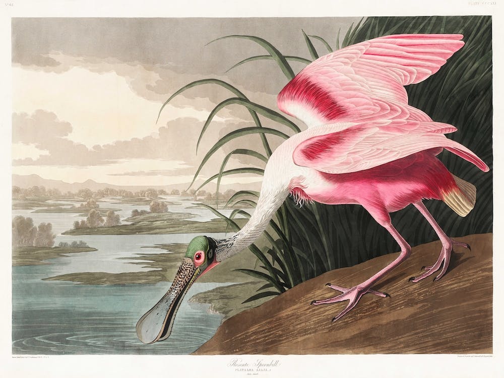 Pink Roseate Spoonbill