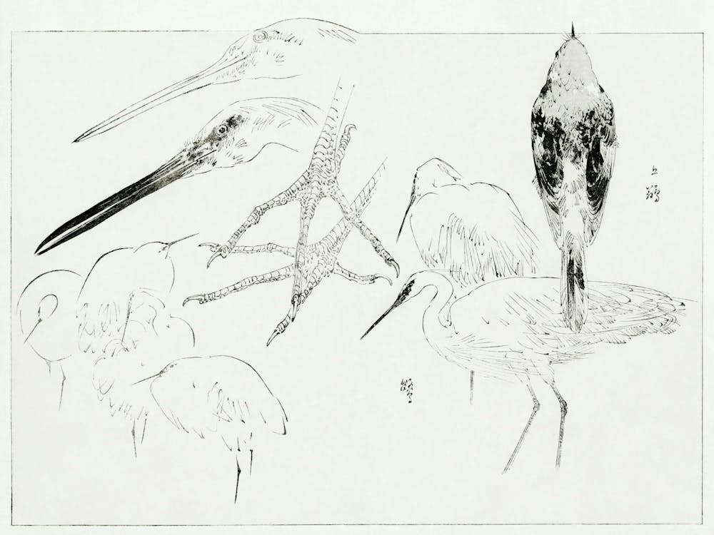 Little egret and Daurian Redstart; Illustration from Bijutsu Sekai (1893-1896), Watanabe Seitei