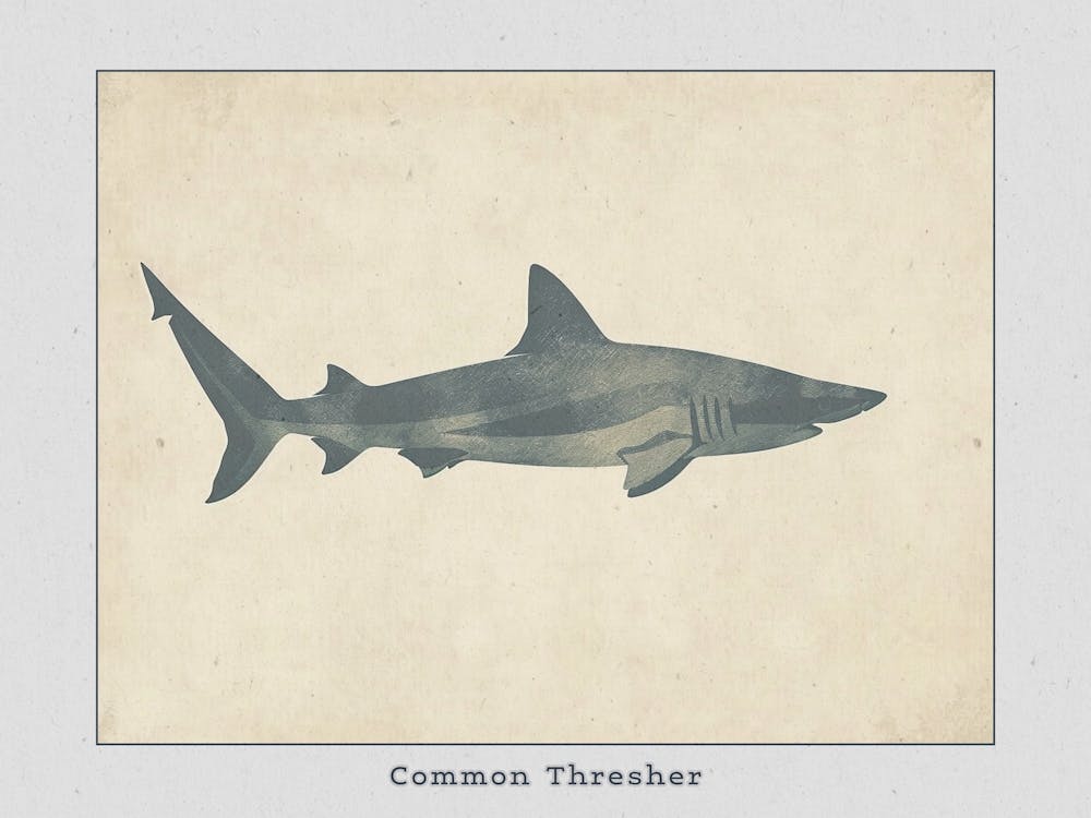 Common Thresher Shark Silhouette 5 Poster