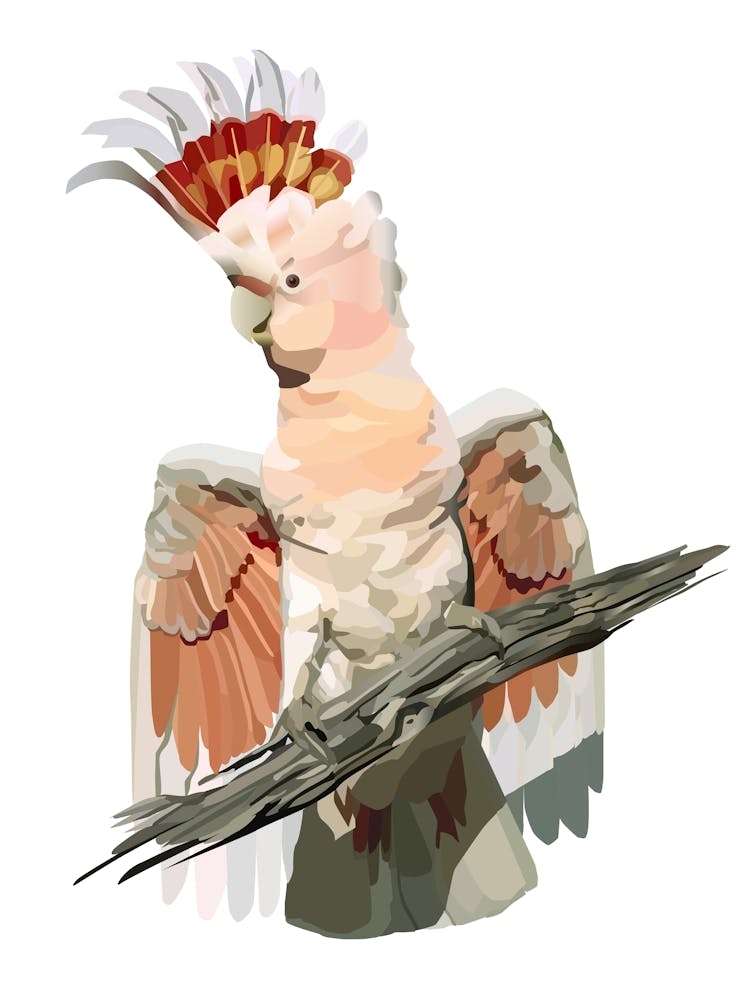 Cockatoo 1