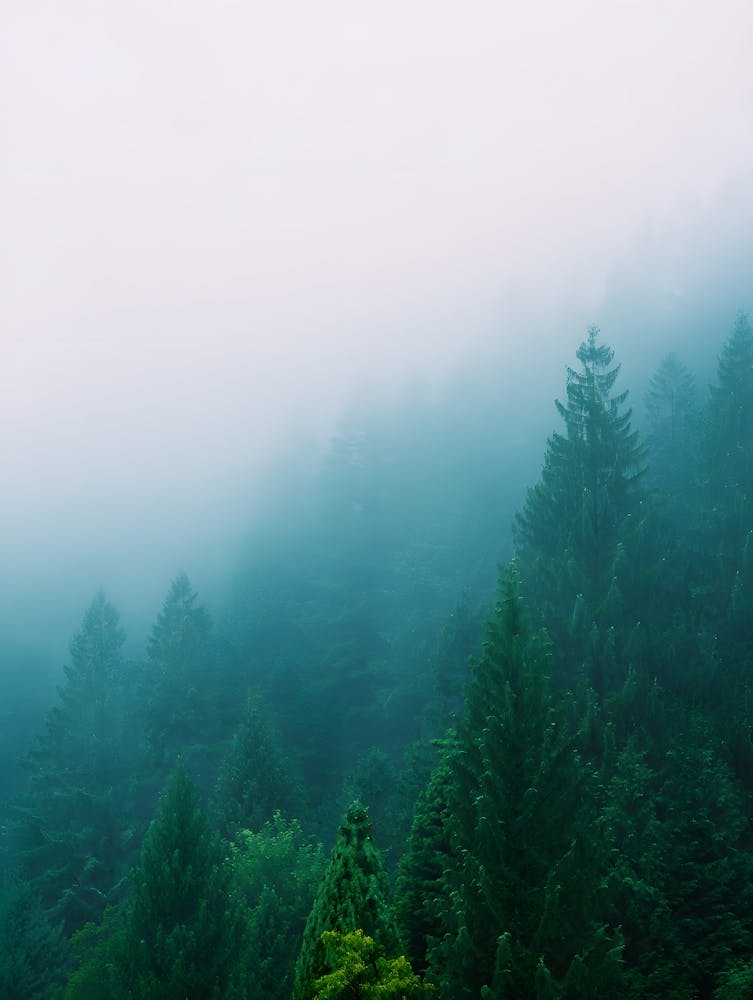 Impression Forêt Brumeuse Bleu Vert - Nature Atmosphérique
