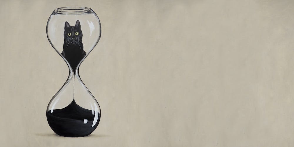 Hourglass Cat