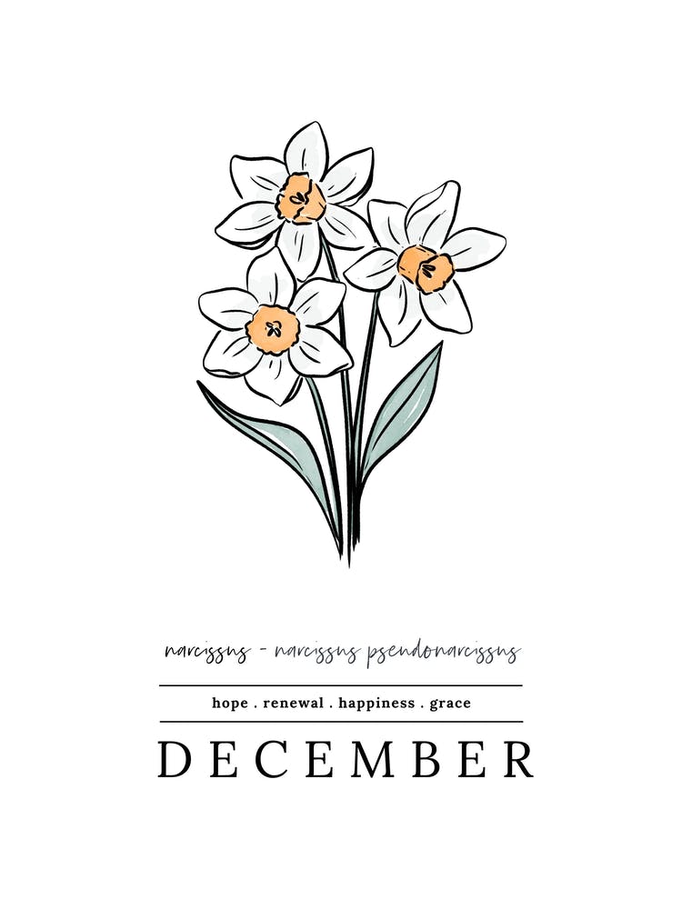 December Narcissus Birth Flower 2