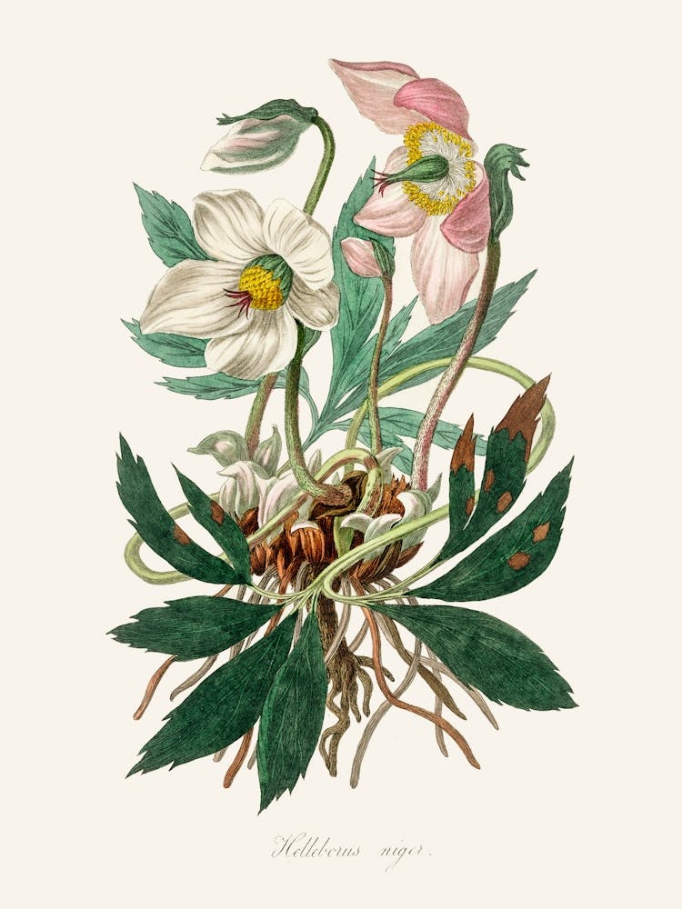 Vintage Botanical John Stephenson and James Morss Churchill_2731658