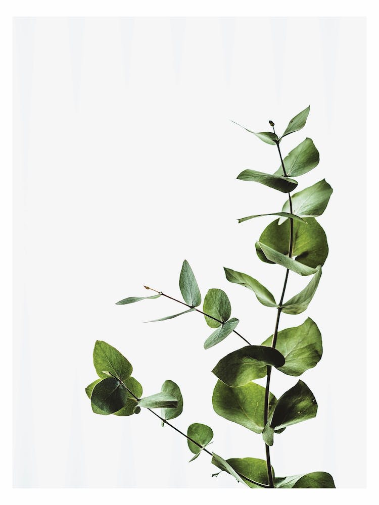 Elegant Green Plant