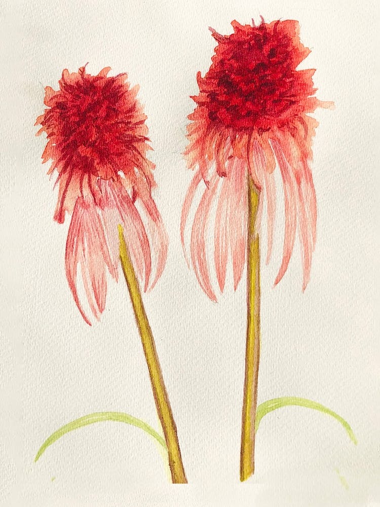 Orange Coneflower Painting 2