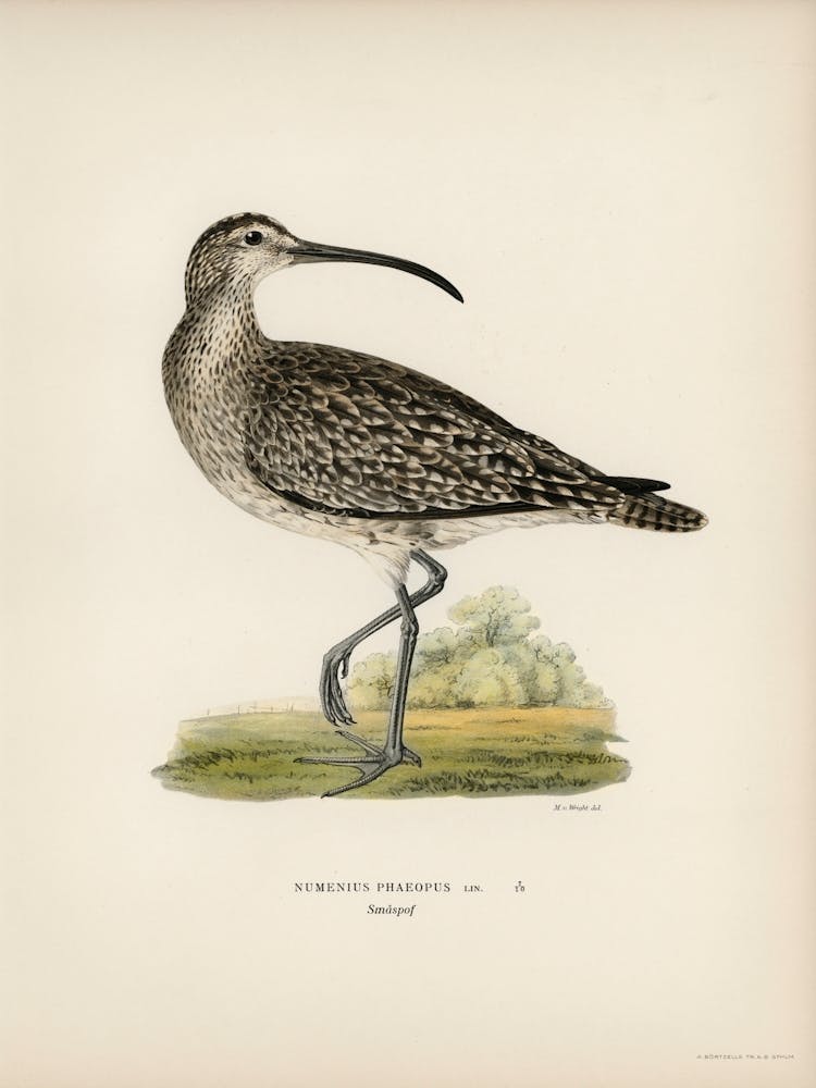Whimbrel (Numenius Phaeopus), The Von Wright Brothers