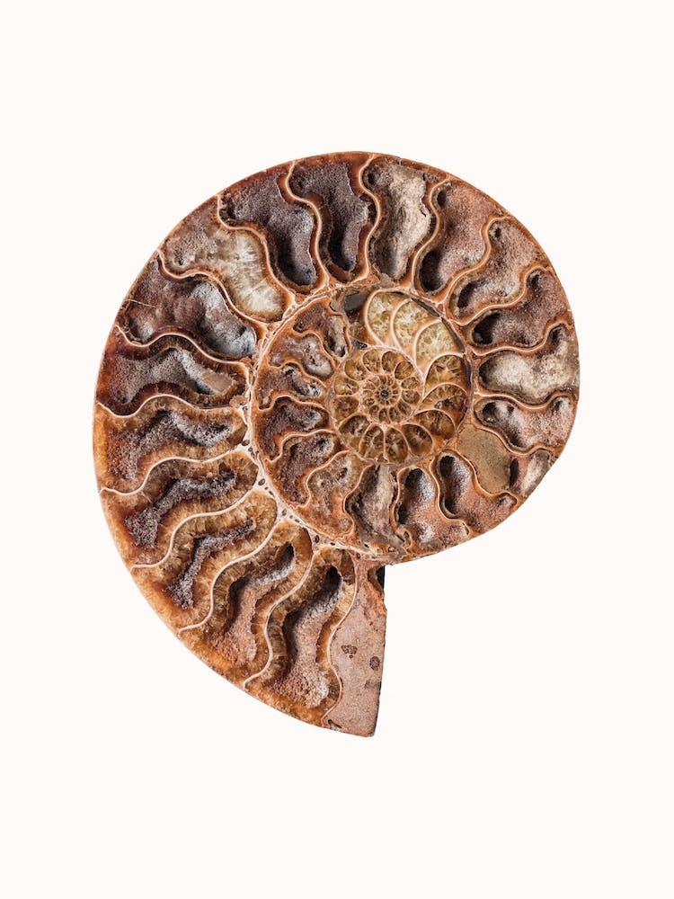 Shell V
