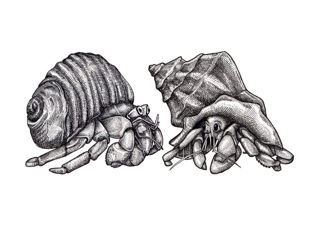 Hermit Crab Friends Black and White Ink Illustration 1