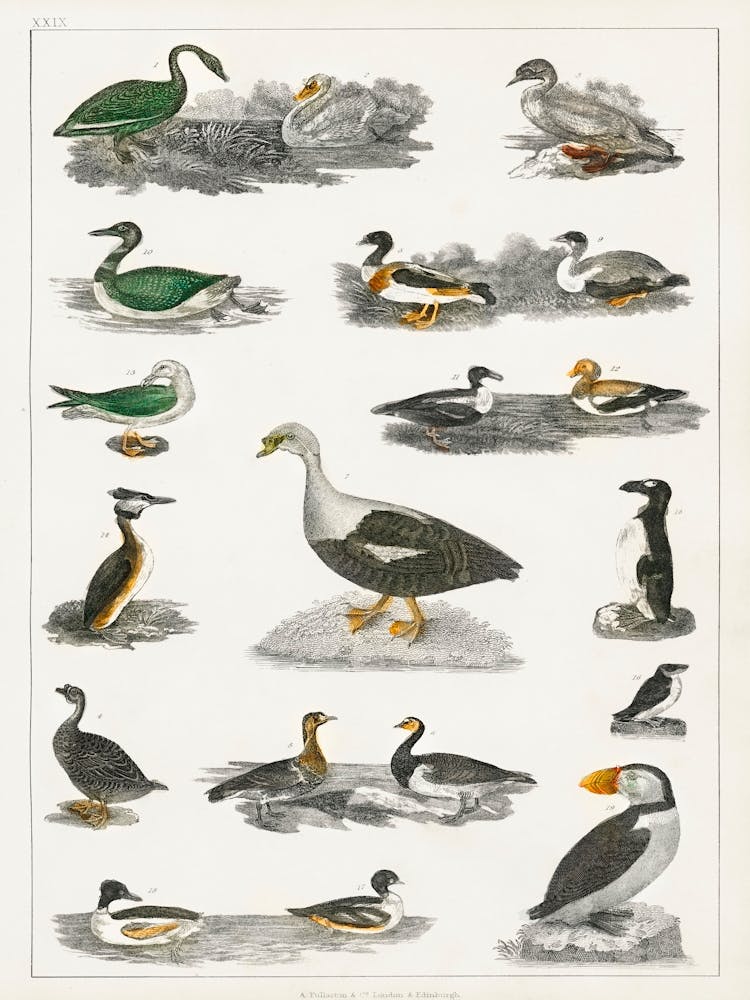 Collection Of Various Birds, Oliver Goldsmith 5