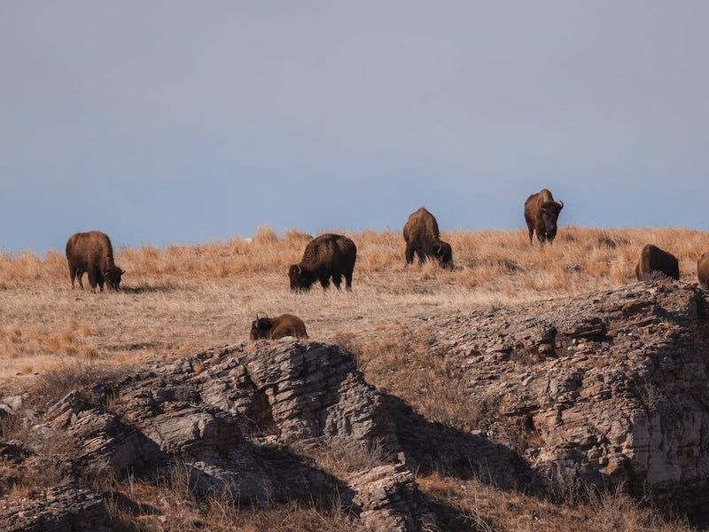 Bison Herd On Plateau