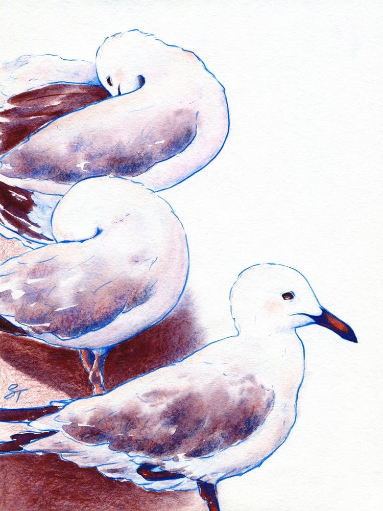 Seagulls On The Beach Of The Sea