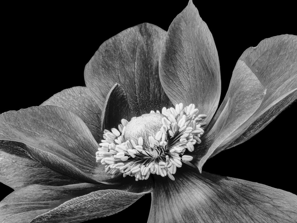 Black And White Flower 21