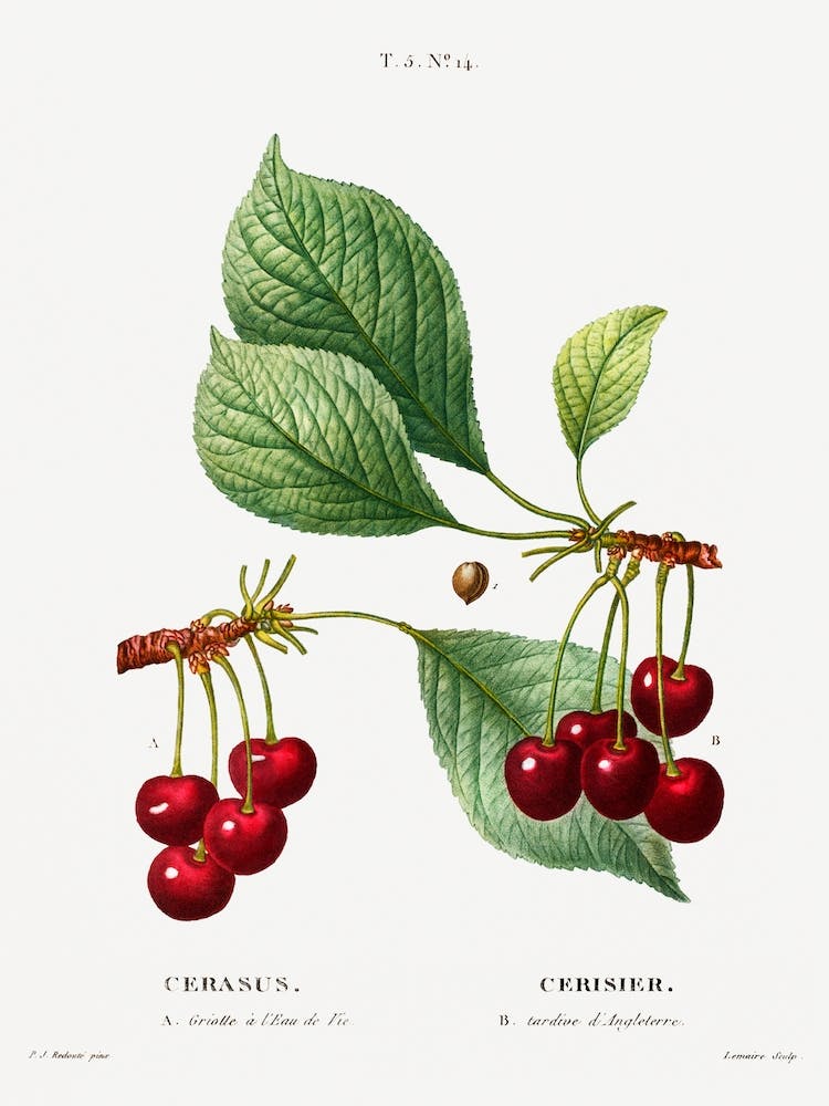 Cherry, Pierre Joseph Redoute