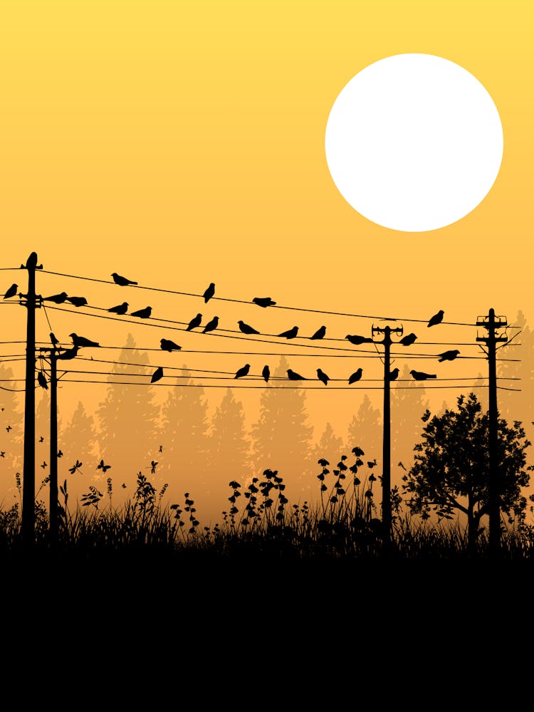 Silhouette Of Birds At Sunset