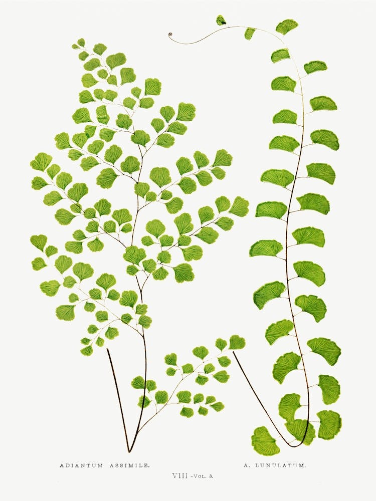 Adiantum   Edward Joseph Lowe