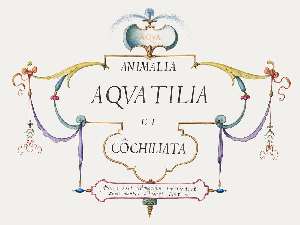 Animalia Aqvatilia Et Cochiliata (1575–1580), Joris Hoefnagel