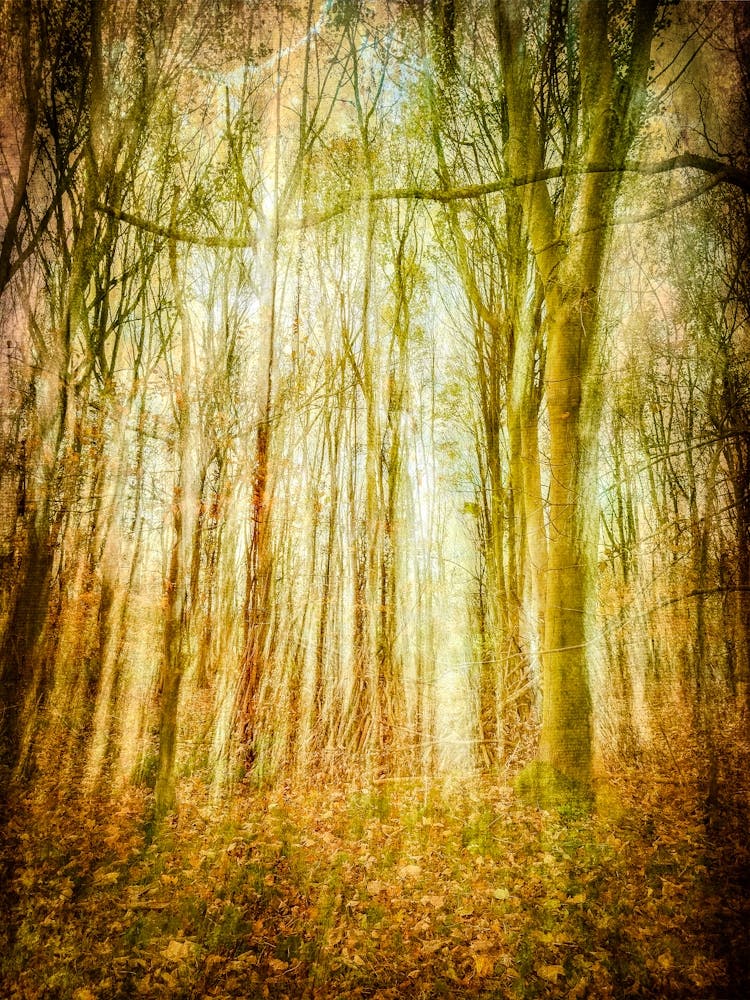 Woodland Hideaway