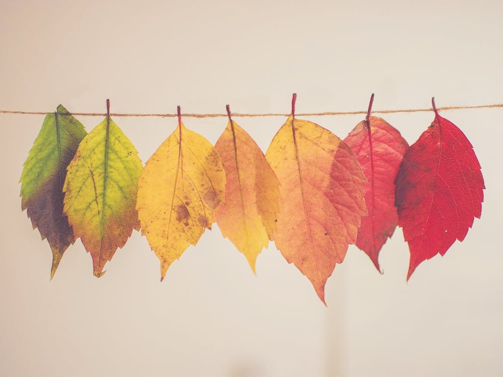 Hanging Leaves