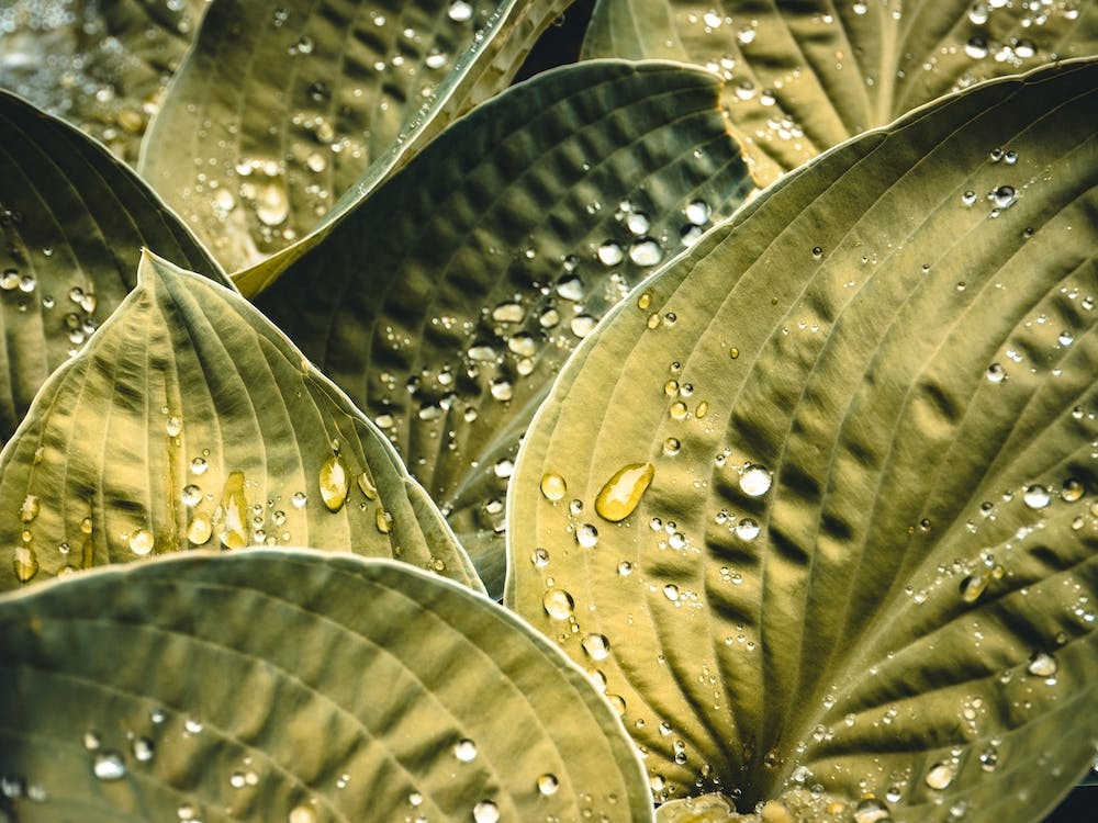 Wet Leaves