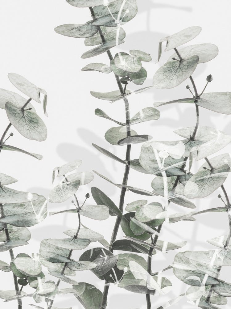 Eucalyptus_2192481