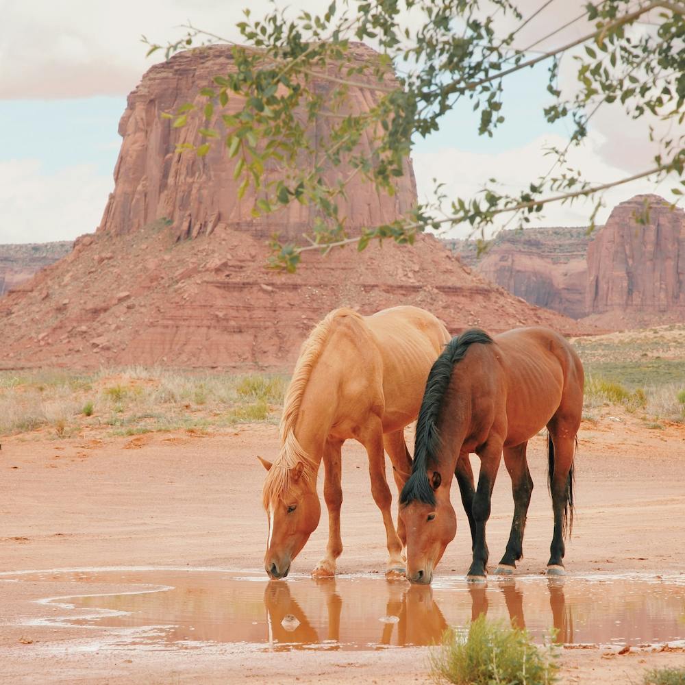 Desert Wild Horses