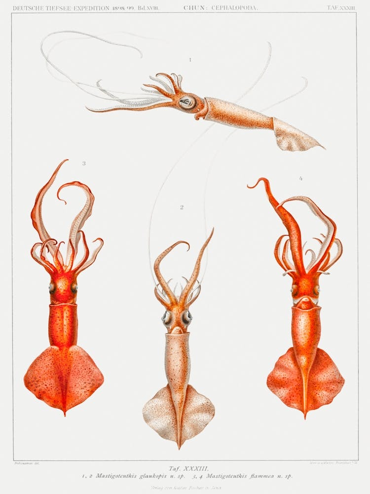 Whiplash Squid Illustration From Deutschen Tiefsee Expedition (German Deep Sea Expedition) (1898–1899) By Carl Chun