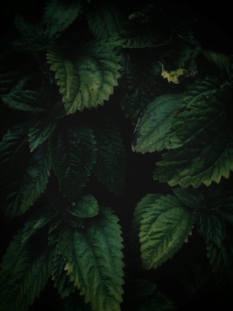 Dark Green Leaves 2