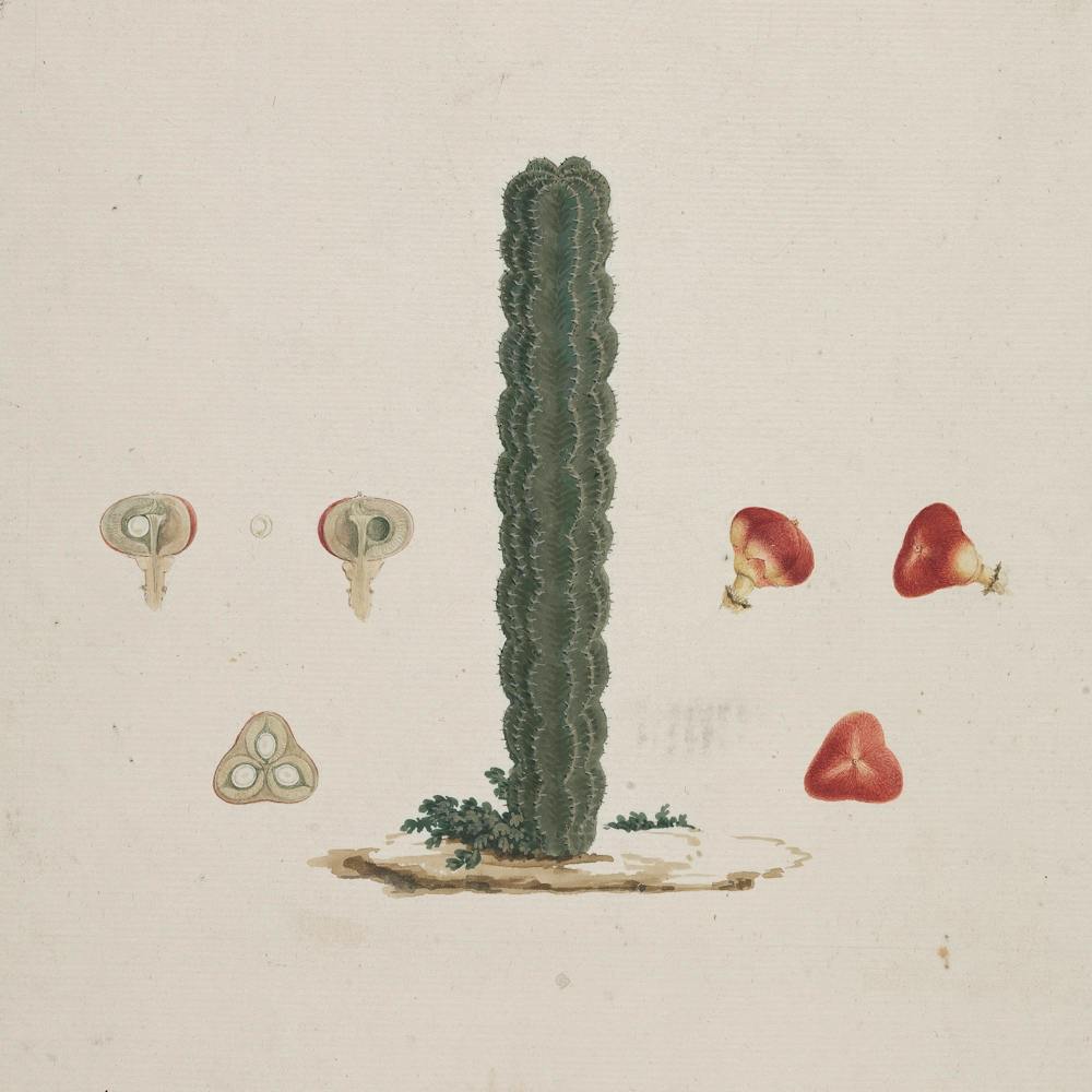 Euphorbe Arborescente Éthiopienne, Luigi Balugani