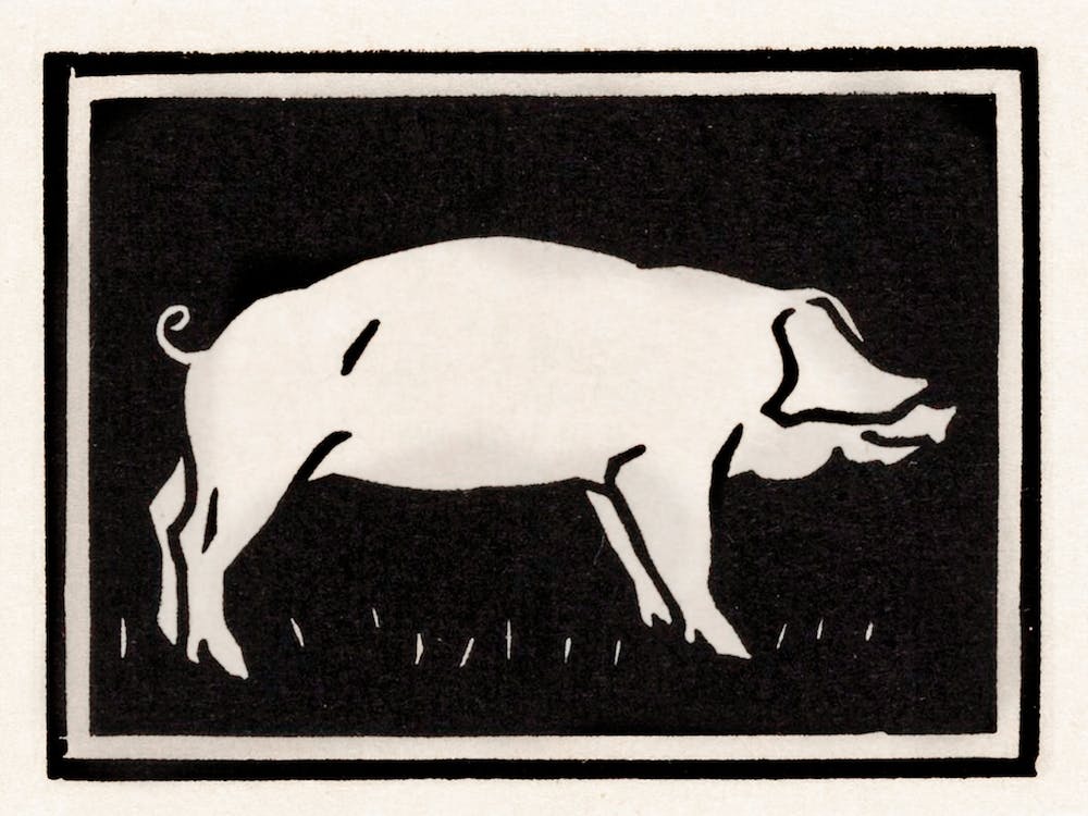 Pig, Julie De Graag