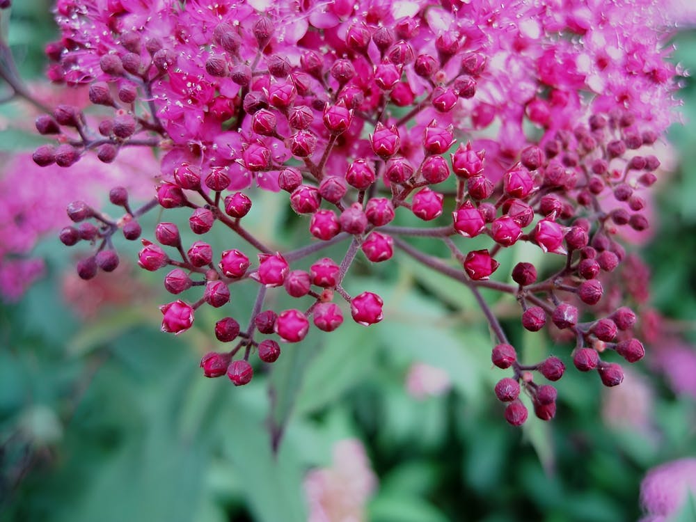 Pink Buddleja