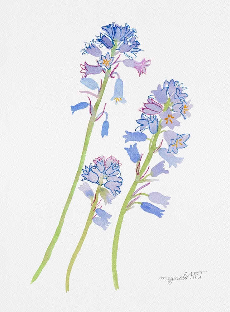 Spanish hyacinth