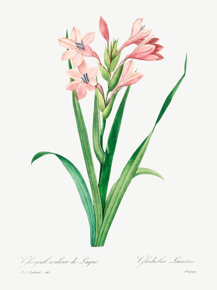 Sword Lily, Pierre Joseph Redoute 1