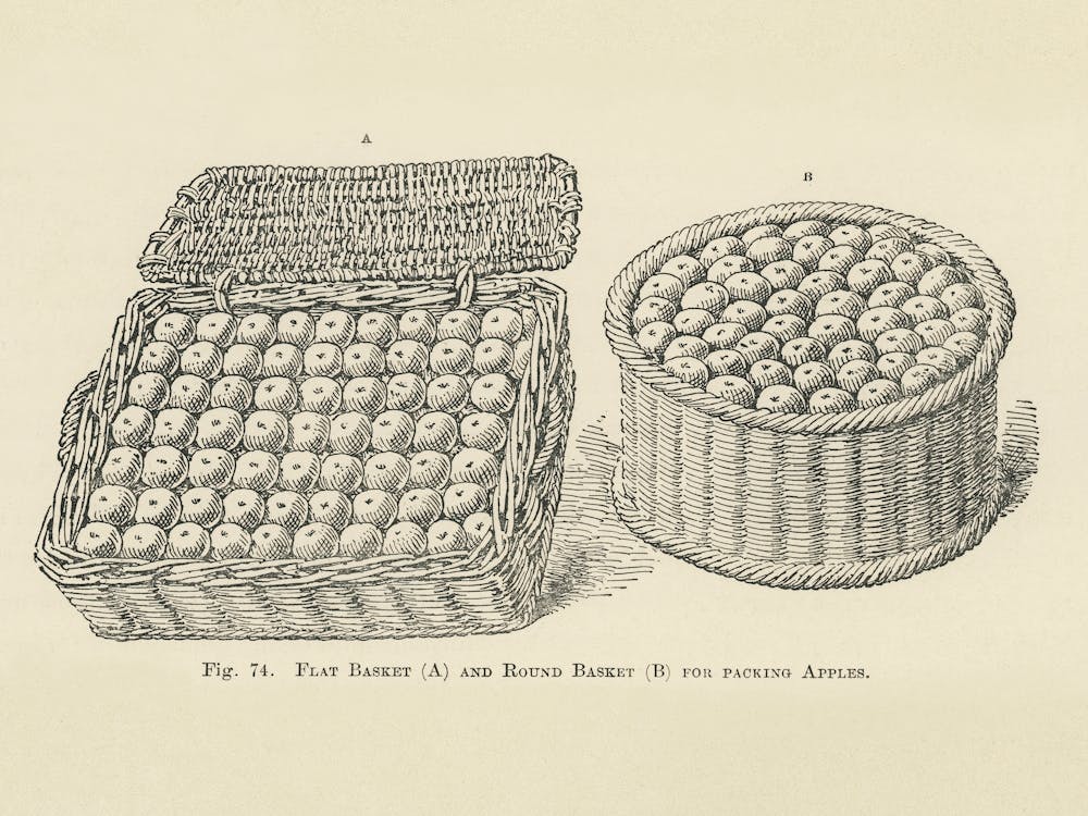 Vintage Illustration Von Apfelkorb, John Wright