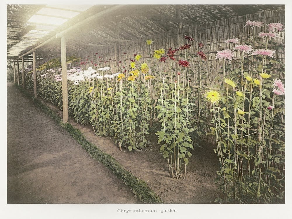 Chrysantheme, Garten Handkolorierter Lichtdruck von Einige japanische Blumen (1896), Kazumasa Ogawa